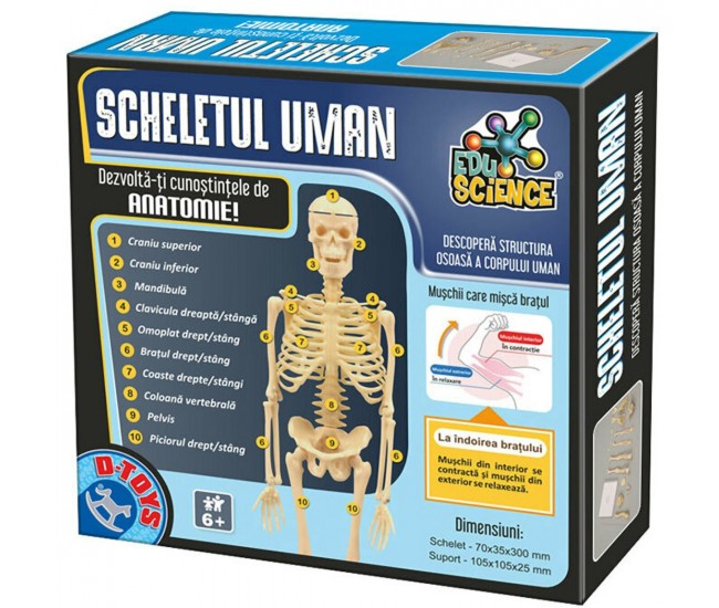 On board pupil Explicitly Schelet Uman de jucarie, inaltime 30cm, include suport sustinere, EduScience - BravoShop.ro On board pupil Explicitly Schelet Uman de jucarie, inaltime 30cm, include suport sustinere, EduScience - BravoShop.ro