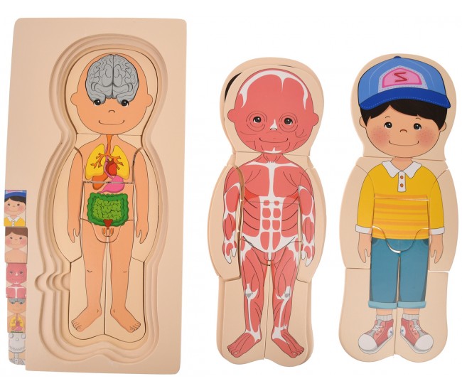 Set corpul uman din lemn, jucarie pentru invatat anatomie, fata - 22200145F Set corpul uman din lemn, jucarie pentru invatat anatomie, fata - 22200145F