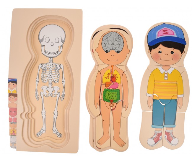 Set corpul uman din lemn, jucarie pentru invatat anatomie, fata - 22200145F Set corpul uman din lemn, jucarie pentru invatat anatomie, fata - 22200145F