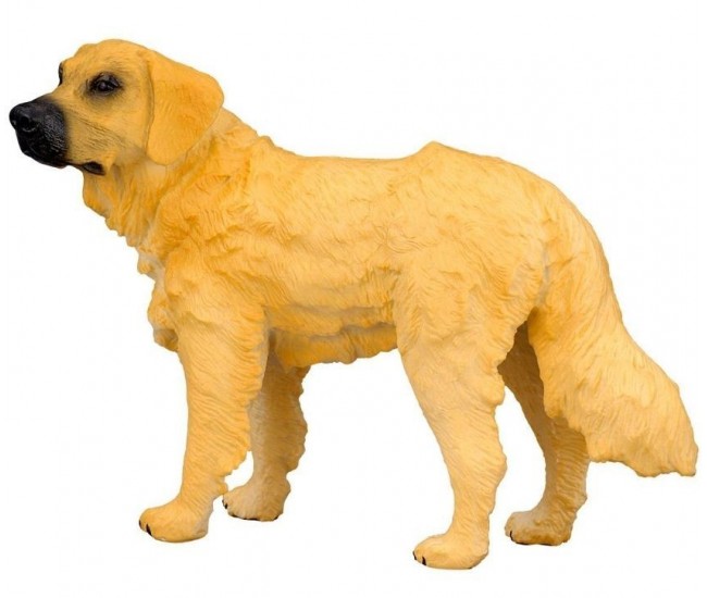 Golden retriever m collecta