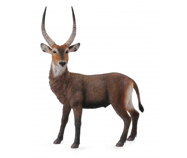 Antilopa africana- collecta