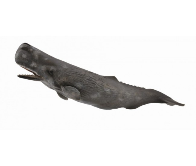 Balena casalot - collecta