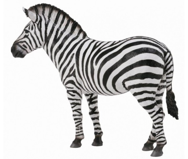 Zebra - collecta