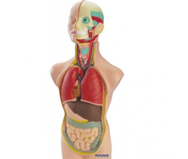 Set anatomia umana 50 cm