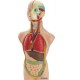 Set anatomia umana 50 cm