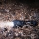 LANTERNA LED 6W INDESTRUCTIBLE F10 PRO VARTA 